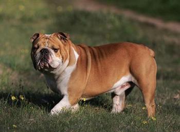 【英国斗牛犬】英国斗牛犬多少钱一只|价格|图片_英国斗牛犬性格特点_英国斗牛犬好养吗_英国斗牛犬训练方式_狗狗品种_宠物品种_宠物家族网