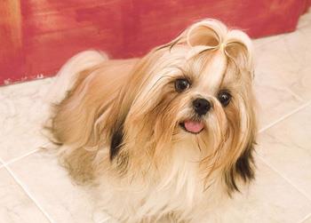 【西施犬】西施犬多少钱一只|价格|图片_西施犬性格特点_西施犬好养吗_西施犬训练方式_狗狗品种_宠物品种_宠物家族网