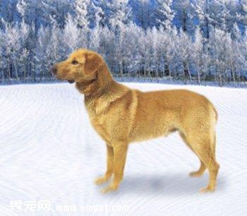 【奇努克犬】奇努克犬多少钱一只|价格|图片_奇努克犬性格特点_奇努克犬好养吗_奇努克犬训练方式_狗狗品种_宠物品种_宠物家族网