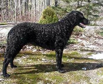 【卷毛寻回犬】卷毛寻回犬多少钱一只|价格|图片_卷毛寻回犬性格特点_卷毛寻回犬好养吗_卷毛寻回犬训练方式_狗狗品种_宠物品种_宠物家族网