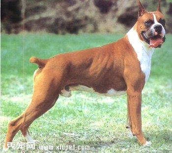 【拳狮犬】拳狮犬多少钱一只|价格|图片_拳狮犬性格特点_拳狮犬好养吗_拳狮犬训练方式_狗狗品种_宠物品种_宠物家族网