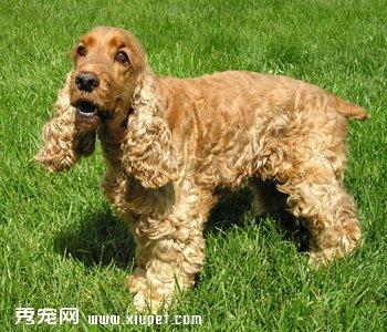 【英国可卡犬】英国可卡犬多少钱一只|价格|图片_英国可卡犬性格特点_英国可卡犬好养吗_英国可卡犬训练方式_狗狗品种_宠物品种_宠物家族网