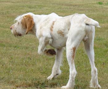【史毕诺犬】史毕诺犬多少钱一只|价格|图片_史毕诺犬性格特点_史毕诺犬好养吗_史毕诺犬训练方式_狗狗品种_宠物品种_宠物家族网