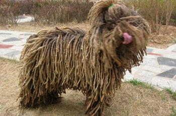 【波利犬】波利犬多少钱一只|价格|图片_波利犬性格特点_波利犬好养吗_波利犬训练方式_狗狗品种_宠物品种_宠物家族网