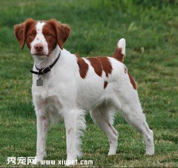 【布列塔尼犬】布列塔尼犬多少钱一只|价格|图片_布列塔尼犬性格特点_布列塔尼犬好养吗_布列塔尼犬训练方式_狗狗品种_宠物品种_宠物家族网