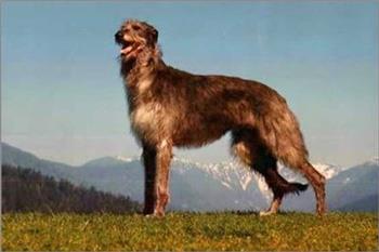 【苏格兰猎鹿犬】苏格兰猎鹿犬多少钱一只|价格|图片_苏格兰猎鹿犬性格特点_苏格兰猎鹿犬好养吗_苏格兰猎鹿犬训练方式_狗狗品种_宠物品种_宠物家族网