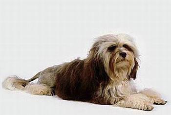 【罗秦犬】罗秦犬多少钱一只|价格|图片_罗秦犬性格特点_罗秦犬好养吗_罗秦犬训练方式_狗狗品种_宠物品种_宠物家族网