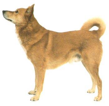 【卡南犬】卡南犬多少钱一只|价格|图片_卡南犬性格特点_卡南犬好养吗_卡南犬训练方式_狗狗品种_宠物品种_宠物家族网