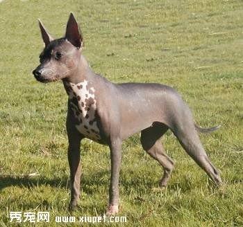 【墨西哥无毛犬】墨西哥无毛犬多少钱一只|价格|图片_墨西哥无毛犬性格特点_墨西哥无毛犬好养吗_墨西哥无毛犬训练方式_狗狗品种_宠物品种_宠物家族网