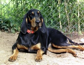 【大型黑褐色猎浣熊犬】大型黑褐色猎浣熊犬多少钱一只|价格|图片_大型黑褐色猎浣熊犬性格特点_大型黑褐色猎浣熊犬好养吗_大型黑褐色猎浣熊犬训练方式_狗狗品种_宠物品种_宠物家族网
