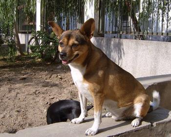 【西班牙小猎犬】西班牙小猎犬多少钱一只|价格|图片_西班牙小猎犬性格特点_西班牙小猎犬好养吗_西班牙小猎犬训练方式_狗狗品种_宠物品种_宠物家族网