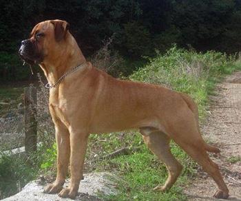 【斗牛獒犬】斗牛獒犬多少钱一只|价格|图片_斗牛獒犬性格特点_斗牛獒犬好养吗_斗牛獒犬训练方式_狗狗品种_宠物品种_宠物家族网