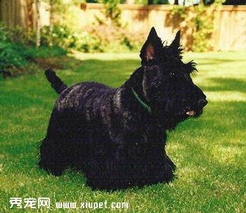 【苏格兰梗】苏格兰梗多少钱一只|价格|图片_苏格兰梗性格特点_苏格兰梗好养吗_苏格兰梗训练方式_狗狗品种_宠物品种_宠物家族网