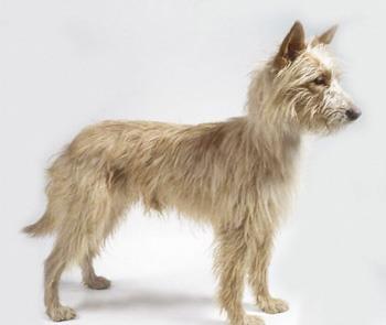 【葡萄牙波登可犬】葡萄牙波登可犬多少钱一只|价格|图片_葡萄牙波登可犬性格特点_葡萄牙波登可犬好养吗_葡萄牙波登可犬训练方式_狗狗品种_宠物品种_宠物家族网