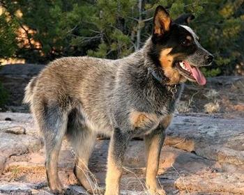 【澳大利亚牧牛犬】澳大利亚牧牛犬多少钱一只|价格|图片_澳大利亚牧牛犬性格特点_澳大利亚牧牛犬好养吗_澳大利亚牧牛犬训练方式_狗狗品种_宠物品种_宠物家族网