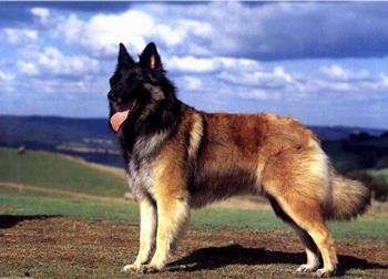【比利时特伏丹犬】比利时特伏丹犬多少钱一只|价格|图片_比利时特伏丹犬性格特点_比利时特伏丹犬好养吗_比利时特伏丹犬训练方式_狗狗品种_宠物品种_宠物家族网