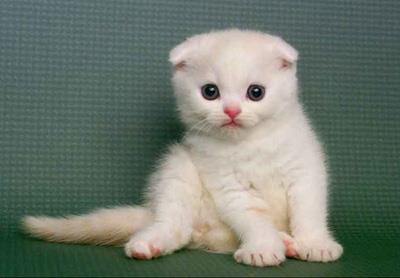 【苏格兰折耳猫】苏格兰折耳猫价格_苏格兰折耳猫图片_苏格兰折耳猫多少钱_苏格兰折耳猫好养吗_猫猫品种_宠物品种_宠物家族网
