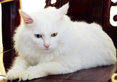 【山东狮子猫|临清狮猫】山东狮子猫|临清狮猫价格_山东狮子猫|临清狮猫图片_山东狮子猫|临清狮猫多少钱_山东狮子猫|临清狮猫好养吗_猫猫品种_宠物品种_宠物家族网