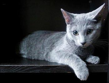 【俄罗斯蓝猫】俄罗斯蓝猫价格_俄罗斯蓝猫图片_俄罗斯蓝猫多少钱_俄罗斯蓝猫好养吗_猫猫品种_宠物品种_宠物家族网
