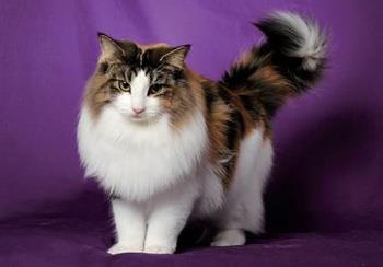 【挪威森林猫】挪威森林猫价格_挪威森林猫图片_挪威森林猫多少钱_挪威森林猫好养吗_猫猫品种_宠物品种_宠物家族网