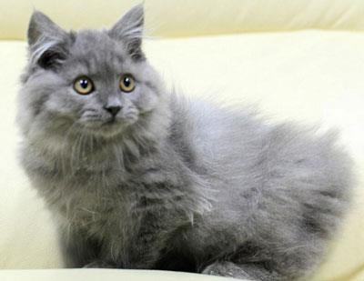 【英国长毛猫】英国长毛猫价格_英国长毛猫图片_英国长毛猫多少钱_英国长毛猫好养吗_猫猫品种_宠物品种_宠物家族网