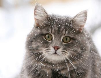 【西伯利亚森林猫】西伯利亚森林猫价格_西伯利亚森林猫图片_西伯利亚森林猫多少钱_西伯利亚森林猫好养吗_猫猫品种_宠物品种_宠物家族网