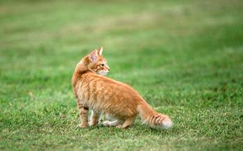 【美国刚毛猫】美国刚毛猫价格_美国刚毛猫图片_美国刚毛猫多少钱_美国刚毛猫好养吗_猫猫品种_宠物品种_宠物家族网