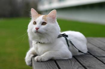 【土耳其梵猫】土耳其梵猫价格_土耳其梵猫图片_土耳其梵猫多少钱_土耳其梵猫好养吗_猫猫品种_宠物品种_宠物家族网