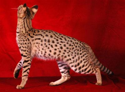 【阿舍拉猫|阿瑟拉猫】阿舍拉猫|阿瑟拉猫价格_阿舍拉猫|阿瑟拉猫图片_阿舍拉猫|阿瑟拉猫多少钱_阿舍拉猫|阿瑟拉猫好养吗_猫猫品种_宠物品种_宠物家族网