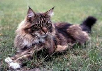 【缅因猫】缅因猫价格_缅因猫图片_缅因猫多少钱_缅因猫好养吗_猫猫品种_宠物品种_宠物家族网
