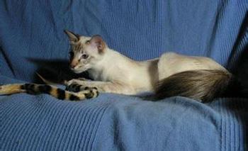 【巴厘猫】巴厘猫价格_巴厘猫图片_巴厘猫多少钱_巴厘猫好养吗_猫猫品种_宠物品种_宠物家族网