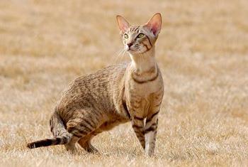 【埃及猫】埃及猫价格_埃及猫图片_埃及猫多少钱_埃及猫好养吗_猫猫品种_宠物品种_宠物家族网