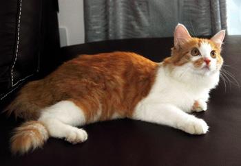 【土耳其安哥拉猫】土耳其安哥拉猫价格_土耳其安哥拉猫图片_土耳其安哥拉猫多少钱_土耳其安哥拉猫好养吗_猫猫品种_宠物品种_宠物家族网