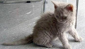 【塞尔凯克卷毛猫】塞尔凯克卷毛猫价格_塞尔凯克卷毛猫图片_塞尔凯克卷毛猫多少钱_塞尔凯克卷毛猫好养吗_猫猫品种_宠物品种_宠物家族网