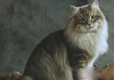 【内华达猫|尼比龙猫】内华达猫|尼比龙猫价格_内华达猫|尼比龙猫图片_内华达猫|尼比龙猫多少钱_内华达猫|尼比龙猫好养吗_猫猫品种_宠物品种_宠物家族网