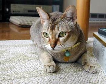 【新加坡猫】新加坡猫价格_新加坡猫图片_新加坡猫多少钱_新加坡猫好养吗_猫猫品种_宠物品种_宠物家族网