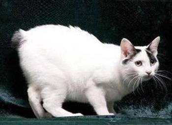 【日本短尾猫】日本短尾猫价格_日本短尾猫图片_日本短尾猫多少钱_日本短尾猫好养吗_猫猫品种_宠物品种_宠物家族网