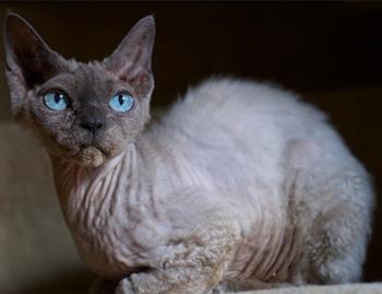 【德文卷毛猫】德文卷毛猫价格_德文卷毛猫图片_德文卷毛猫多少钱_德文卷毛猫好养吗_猫猫品种_宠物品种_宠物家族网