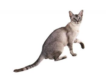 【波米拉猫】波米拉猫价格_波米拉猫图片_波米拉猫多少钱_波米拉猫好养吗_猫猫品种_宠物品种_宠物家族网
