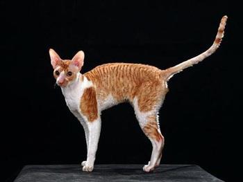【柯尼斯卷毛猫】柯尼斯卷毛猫价格_柯尼斯卷毛猫图片_柯尼斯卷毛猫多少钱_柯尼斯卷毛猫好养吗_猫猫品种_宠物品种_宠物家族网