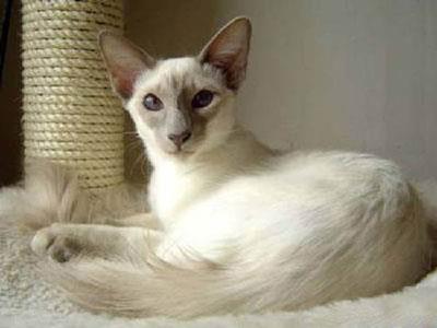 【爪哇猫|加云尼斯猫】爪哇猫|加云尼斯猫价格_爪哇猫|加云尼斯猫图片_爪哇猫|加云尼斯猫多少钱_爪哇猫|加云尼斯猫好养吗_猫猫品种_宠物品种_宠物家族网