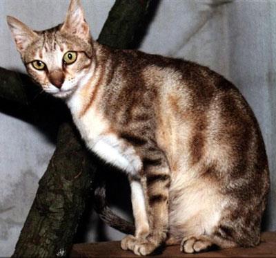 【肯尼亚猫|非洲短毛猫】肯尼亚猫|非洲短毛猫价格_肯尼亚猫|非洲短毛猫图片_肯尼亚猫|非洲短毛猫多少钱_肯尼亚猫|非洲短毛猫好养吗_猫猫品种_宠物品种_宠物家族网
