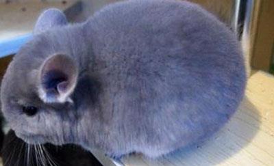 【紫灰色龙猫】紫灰色龙猫怎么养_紫灰色龙猫吃什么_紫灰色龙猫的寿命_紫灰色龙猫图片_紫灰色龙猫价格_宠物鼠品种_宠物品种_宠物家族网