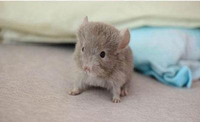 【咖色龙猫】咖色龙猫怎么养_咖色龙猫吃什么_咖色龙猫的寿命_咖色龙猫图片_咖色龙猫价格_宠物鼠品种_宠物品种_宠物家族网