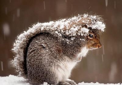 【雪地松鼠】雪地松鼠怎么养_雪地松鼠吃什么_雪地松鼠的寿命_雪地松鼠图片_雪地松鼠价格_宠物鼠品种_宠物品种_宠物家族网