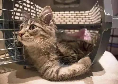猫咪应该怎样上火车？_政策法规_宠物资讯_宠物家族网