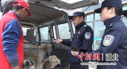 湖北鄂州为推进文明养犬，百余人违规养犬被罚_政策法规_宠物资讯_宠物家族网