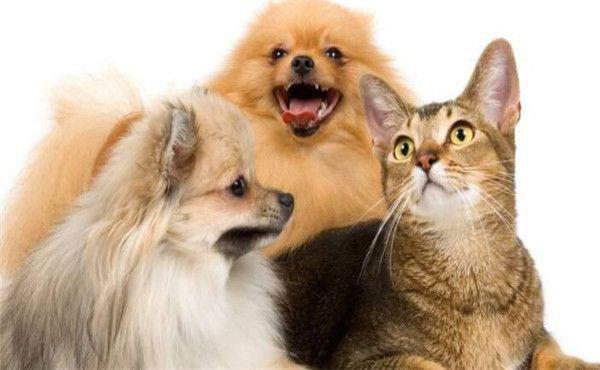 加强打击偷盗猫狗犯罪，犬、猫检疫检验正在开展_政策法规_宠物资讯_宠物家族网