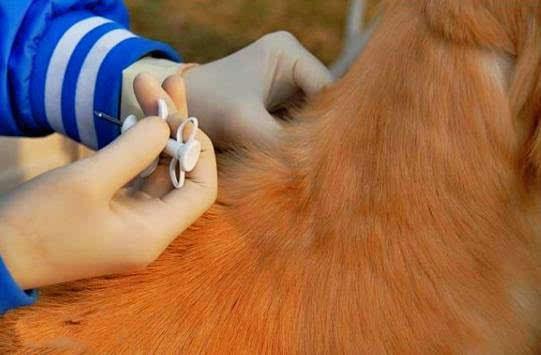 杭州免费为狗植入芯片，爱犬走失凭身份证可以领回_政策法规_宠物资讯_宠物家族网