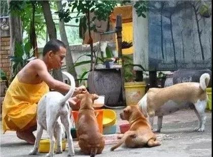 狗狗的待遇在国内提升，再也不用羡慕国外了_政策法规_宠物资讯_宠物家族网